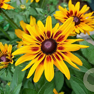Rudbeckia hirta GM P9