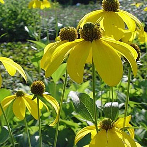 Rudbeckia nitida 'Herbstsonne' GM P9