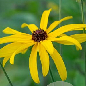 Rudbeckia subtomentosa 'Loofasha Wheaten Gold' GM P9
