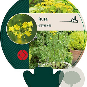 Ruta graveolens GM P9
