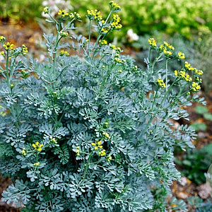 Ruta graveolens 'Jackman's Blue' GM P9