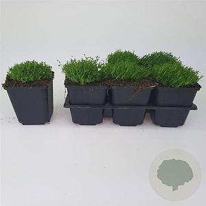 Sagina subulata GM P9