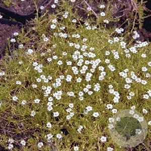 Sagina subulata 'Aurea' GM P9