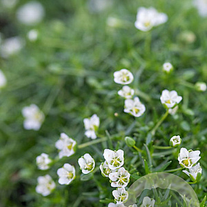 Sagina subulata 'Senior' GM P9