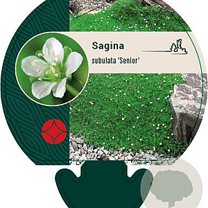 Sagina subulata 'Senior' GM P9