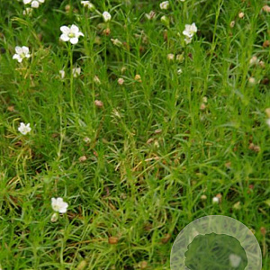 Sagina subulata 'Senior' GM P9