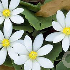 Sanguinaria canadensis GM P9