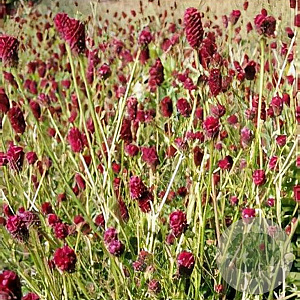 Sanguisorba 'Thunderstorm' GM P9