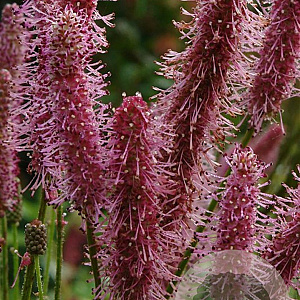 Sanguisorba 'Blackthorn' GM P9