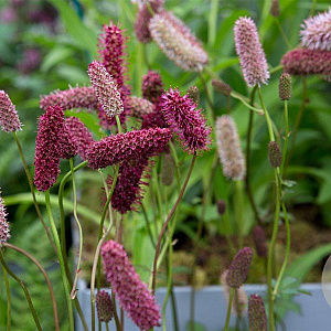 Sanguisorba menziesii GM P9