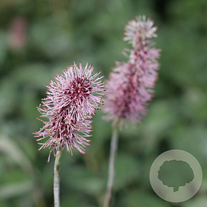 Sanguisorba menziesii 'Wake Up' GM P9