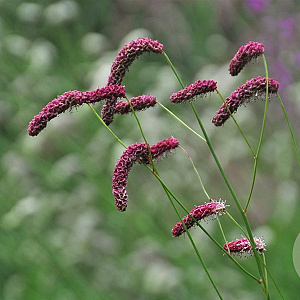 Sanguisorba tenuifolia GM P9