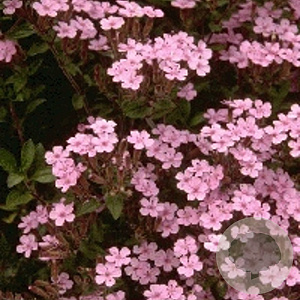 Saponaria ocymoides GM P9