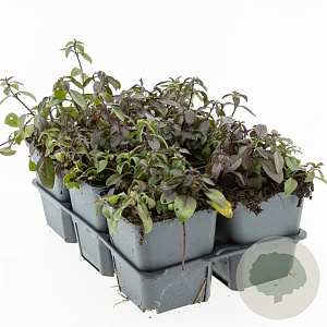 Saponaria ocymoides GM P9