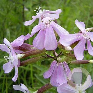 Saponaria officinalis GM P9