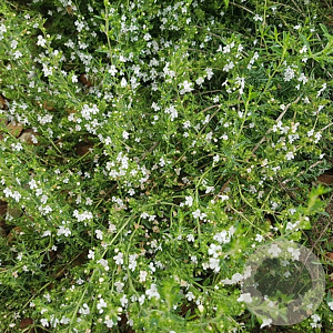 Satureja hortensis GM P9