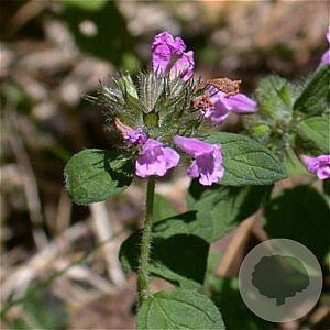 Satureja vulgaris GM P9