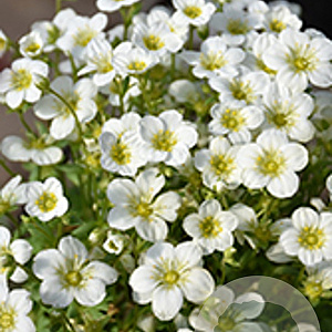 Saxifraga arendsii 'Touran White' GM P9