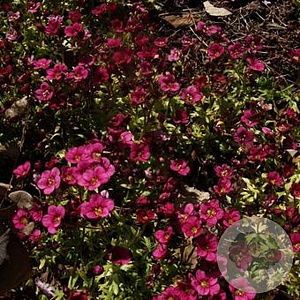 Saxifraga (A) 'Carpet Purple Robe' GM P9