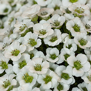 Saxifraga 'Gem' GM P9