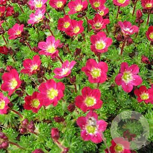 Saxifraga (A) 'Luschtinetz' GM P9