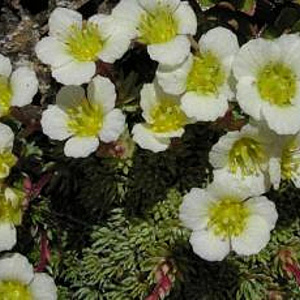 Saxifraga 'Mrs Helen Terry' GM P9