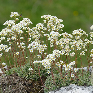 Saxifraga paniculata GM P9
