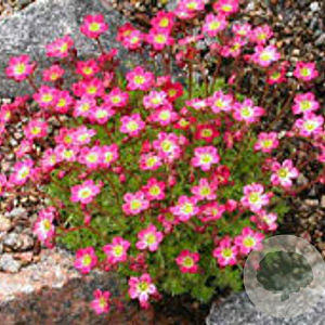 Saxifraga (A) 'Peter Pan' GM P9