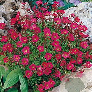 Saxifraga (A) 'Purpurteppich' GM P9