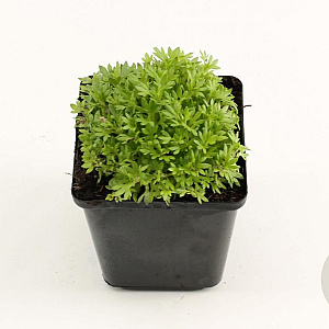 Saxifraga (A) 'Purpurteppich' GM P9