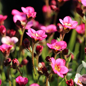 Saxifraga (A) 'Rosenzwerg' GM P9