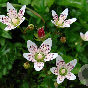 Saxifraga rotundifolia GM P9