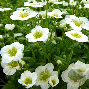 Saxifraga (A) 'Schneeteppich' GM P9