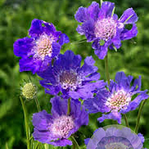 Scabiosa caucasica GM P9