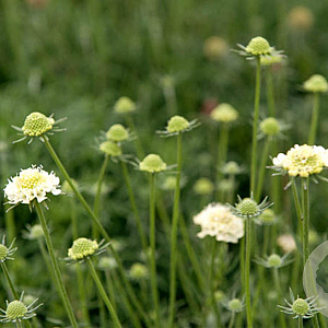 Scabiosa columbaria ochroleuca GM P9