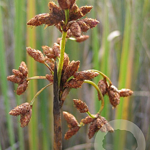 Schoenoplectus tabernaemontani GM P9