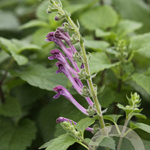 Scutellaria columnae GM P9