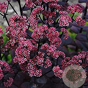 Sedum 'Black Beauty' GM P9