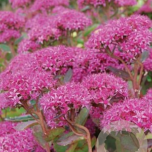 Sedum 'Abbeydore' GM P9
