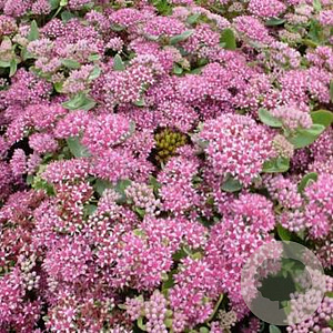 Sedum 'Abbeydore' GM P9
