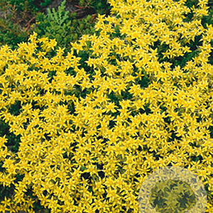 Sedum acre GM P9