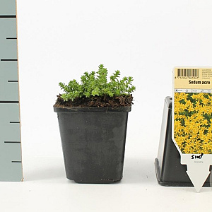 Sedum acre GM P9