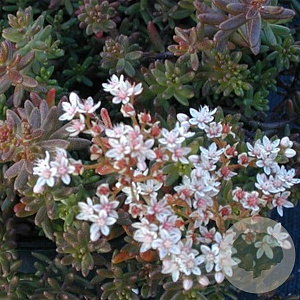 Sedum album 'Murale' GM P9