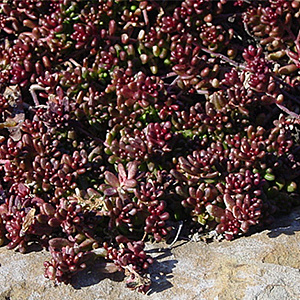 Sedum album 'Murale' GM P9