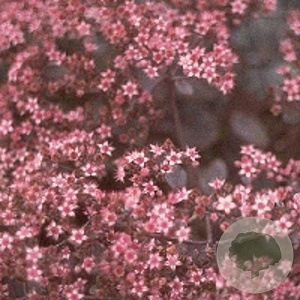 Sedum 'Bertram Anderson' GM P9