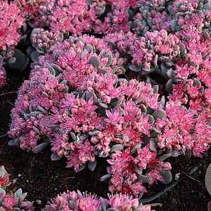 Sedum cauticola 'Lidakense' GM P9
