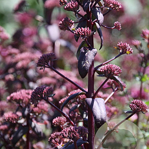 Sedum 'Chocolate Drop' GM P9