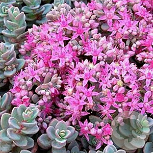 Sedum ewersii Rose Carpet GM P9