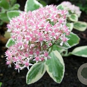Sedum 'Frosty Morn' GM P9