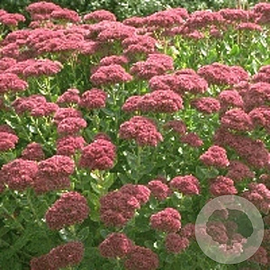 Sedum 'Herbstfreude' GM P9